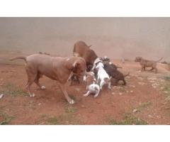 Gorgeous Pitbull puppies for sale