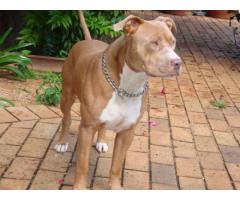 Gorgeous Pitbull puppies for sale