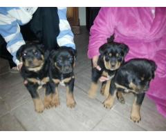 Beautiful Rottweiler puppies for sale