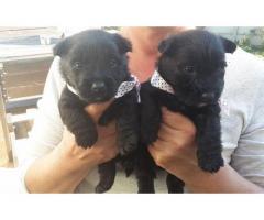 Scottish Terrier Puppies for sale