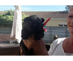 Scottish Terrier Puppies for sale