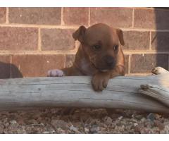 Pure breed Staffie puppies for sale x 3