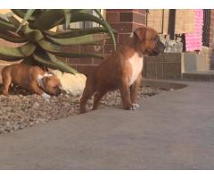 Pure breed Staffie puppies for sale x 3