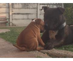 Pure breed Staffie puppies for sale x 3