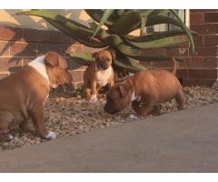 Pure breed Staffie puppies for sale x 3