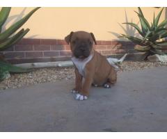 Pure breed Staffie puppies for sale x 3