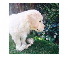 Golden Retriever puppies for sale