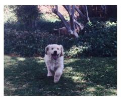 Golden Retriever puppies for sale