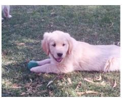 Golden Retriever puppies for sale