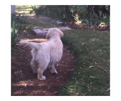 Golden Retriever puppies for sale