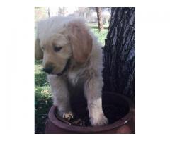 Golden Retriever puppies for sale