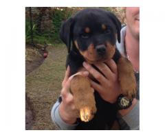 Rottweiler puppies for sale (Royal Breed)