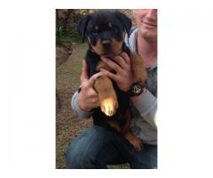 Rottweiler puppies for sale (Royal Breed)
