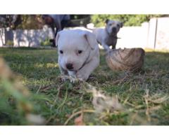 Staffordshire Bull Terrier Puppy For Sale