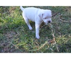 Staffordshire Bull Terrier Puppy For Sale