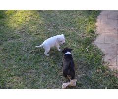 Staffordshire Bull Terrier Puppy For Sale