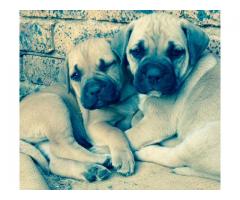 Boerboel puppies for sale x 3