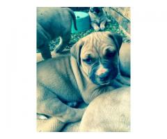 Boerboel puppies for sale x 3