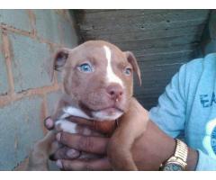 American pitbull puppies vaccinated and dewormed