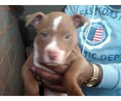 American pitbull puppies vaccinated and dewormed