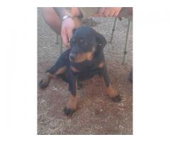 Registered Rottweiler Puppy for sale