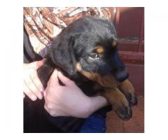 Registered Rottweiler Puppy for sale