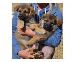 German Shepherd puppies for sale - SORRY SOLD