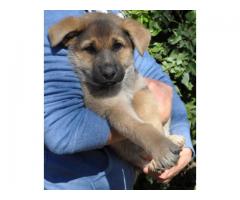 German Shepherd puppies for sale - SORRY SOLD