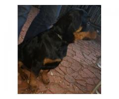 Beautiful Rottweiler puppies for sale (Registered)