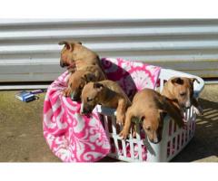 Kusa Registered Bull Terrier Puppies for sale