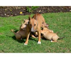 Kusa Registered Bull Terrier Puppies for sale