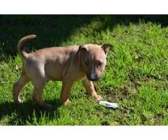 Kusa Registered Bull Terrier Puppies for sale