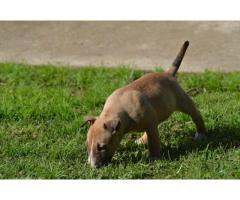 Kusa Registered Bull Terrier Puppies for sale