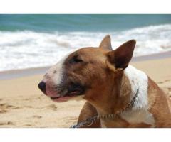 Kusa Registered Bull Terrier Puppies for sale