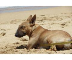 Kusa Registered Bull Terrier Puppies for sale