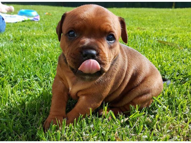 Kusa registered Staffordshire Bull Terriers Staffie puppies for sale Mossel Bay PUPPIES FOR SALE