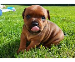 Kusa registered Staffordshire Bull Terriers (Staffie) puppies for sale