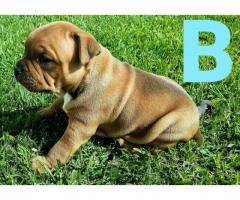 Kusa registered Staffordshire Bull Terriers (Staffie) puppies for sale