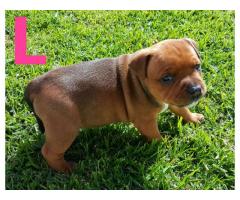 Kusa registered Staffordshire Bull Terriers (Staffie) puppies for sale