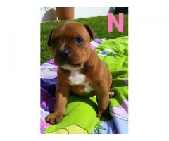 Kusa registered Staffordshire Bull Terriers (Staffie) puppies for sale