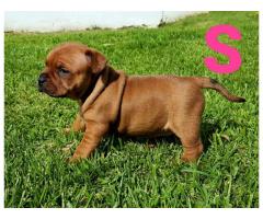 Kusa registered Staffordshire Bull Terriers (Staffie) puppies for sale