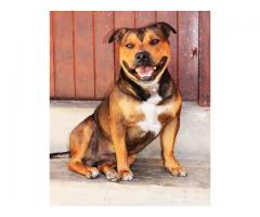 Kusa registered Staffordshire Bull Terriers (Staffie) puppies for sale