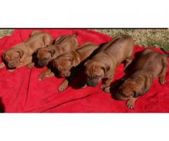 Rhodesian Ridgeback puppies puppies for sale