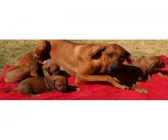Rhodesian Ridgeback puppies puppies for sale