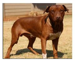 Rhodesian Ridgeback puppies puppies for sale