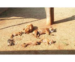 Pure bred Staffordshire Bull Terrier Puppies for sale in North West