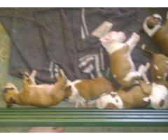 Pure bred Staffordshire Bull Terrier Puppies for sale in North West