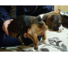 Pure bred Staffordshire Bull Terrier Puppies for sale in North West