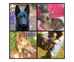 GERMAN SHEPHERD SABLE PUPPIES FOR SALE