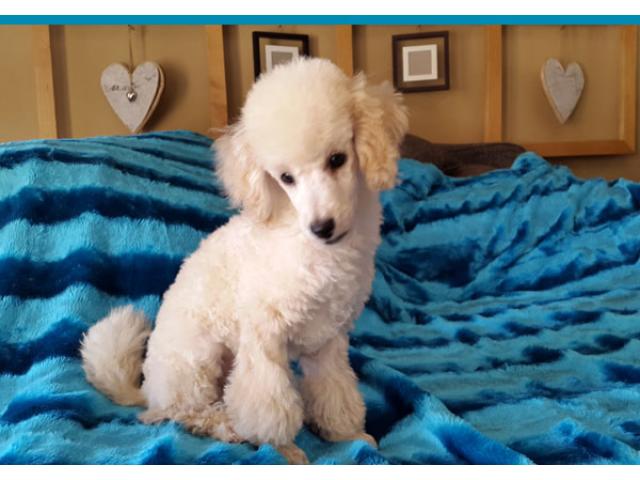 miniature french poodle